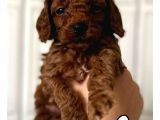 A KALİTE RED BROWN TOY POODLE YAVRULAR