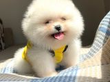 Pomeranian boo teddy face diÅŸi yavrumuz