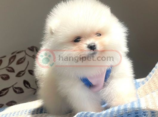 Pomeranian boo teddy face Güzeller güzeli Dişi Yavrumuz