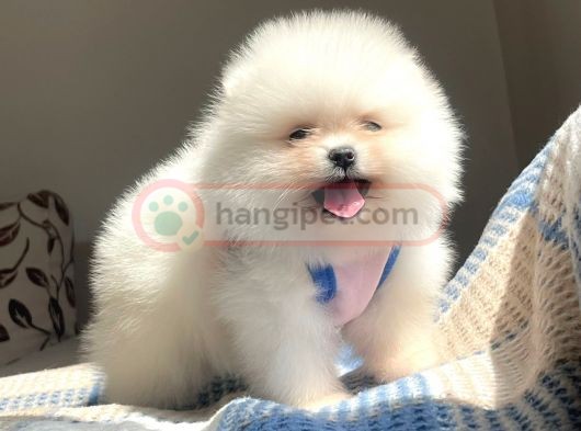 Pomeranian boo teddy face Güzeller güzeli Dişi Yavrumuz