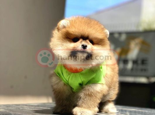 Pomeranian boo teddy face Erkek Yavrumuz