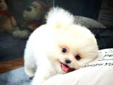 Büyümeyen Cins Pomeranian Boo Bebeklerimiz