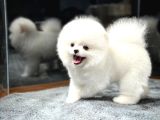 Minik NeÅŸe KaynaÄŸÄ± Pomeranian Boo YavrularÄ±mÄ±z
