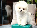 Tüy ve Koku Problemi Olmayan Pomeranian Boo Bebeklerimiz