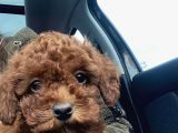 Red Brown Mini Toy Poodle