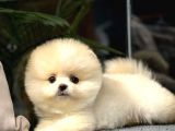 Yavru Patiler Farkı İle Türkiye de Efsane Olacak Pomeranian Bebekler