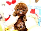 Muazzam Güzelli̇kteki̇ Kore Kanı Toy Poodle Bebeklerımız