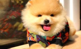 Pomeranian Boo Köpek Özellikleri ve Bakımı