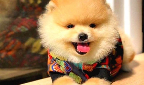 Pomeranian Boo Köpek Özellikleri ve Bakımı